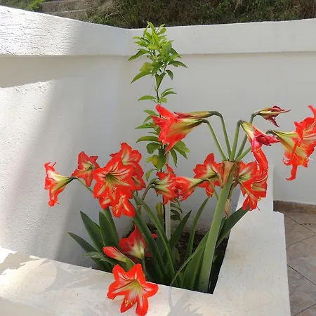 Guest house Budvanka